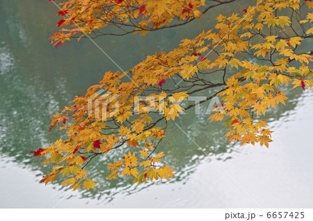 カエデの紅葉 6657425