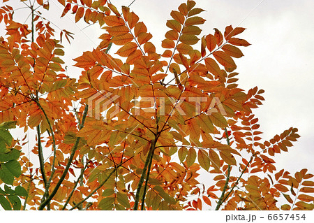ウルシの紅葉 ウルシの紅葉 6657454
