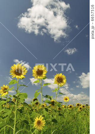 ヒマワリ 6657516