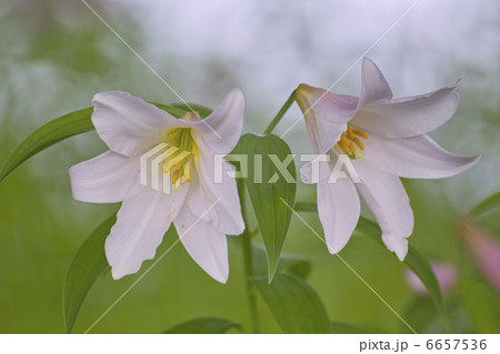 ヒメサユリ 6657536