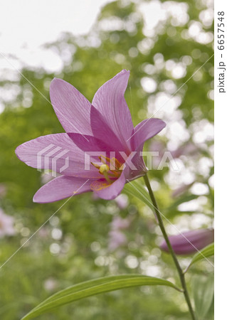 ヒメサユリ ヒメサユリ 6657548