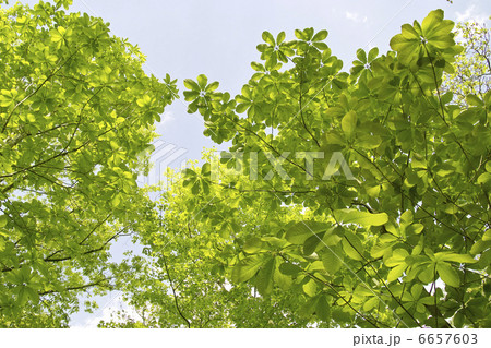 朴の木 6657603