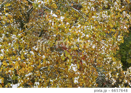 ブナ ブナ 6657648