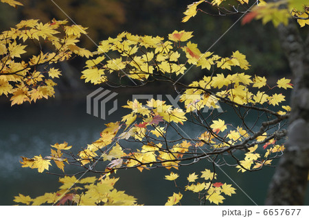 カエデの紅葉 6657677