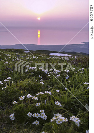 ハクサンイチゲ 6657707