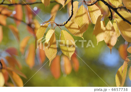 サクラ サクラ 6657738