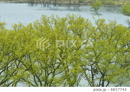 湖の柳 湖の柳 6657743