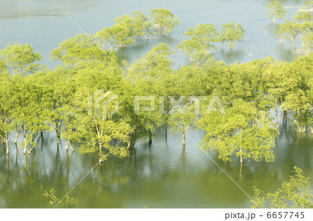 湖の柳 湖の柳 6657745