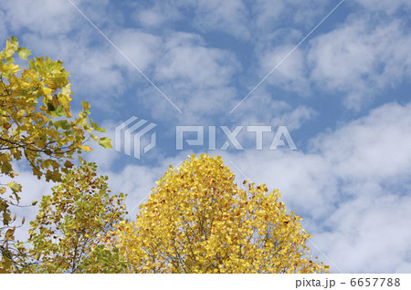 ユリの木 6657788