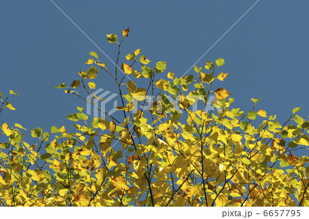 ダケカンバの紅葉 6657795