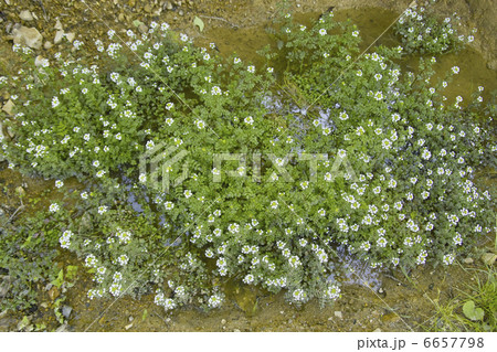 クレソンの花 クレソンの花 6657798