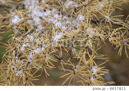 カラマツ 6657821