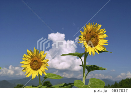 ヒマワリ ヒマワリ 6657837