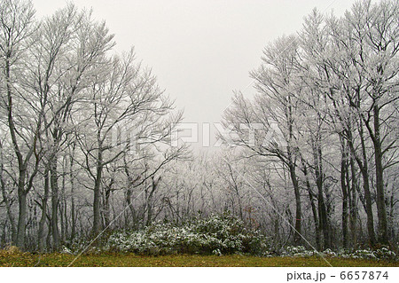 霧氷 霧氷 6657874