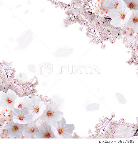 春 舞い散る桜のイラスト素材