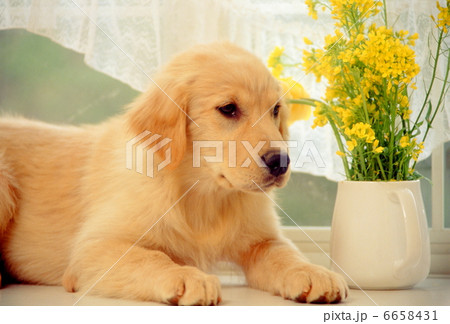 ラブラドールレトリバー ラブラドールレトリバー 6658431