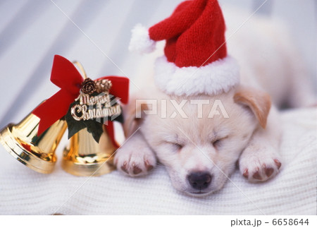 仔犬のクリスマス 6658644