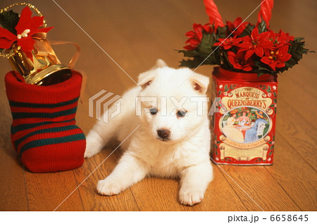 仔犬のクリスマス 6658645
