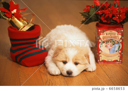 仔犬のクリスマス 6658653