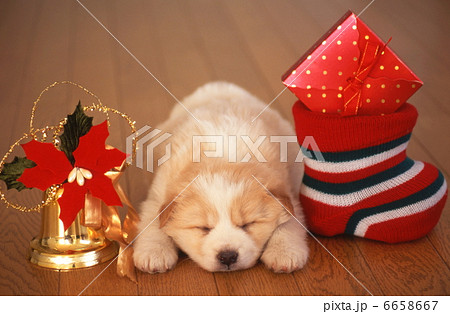眠る仔犬 6658667