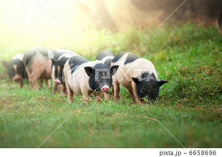 Vietnamese pig Vietnamese pig 6658696