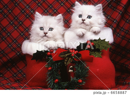 ペルシャ猫のクリスマスイメージ ペルシャ猫のクリスマスイメージ 6658887