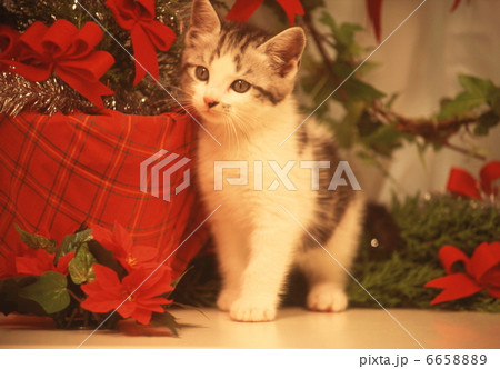 仔猫のクリスマス 仔猫のクリスマス 6658889