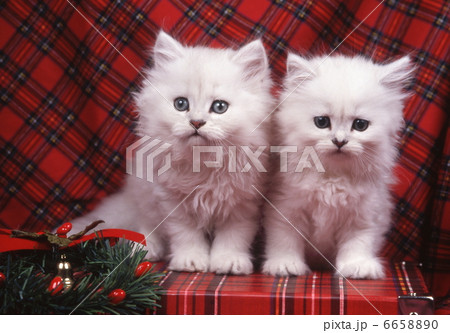 ペルシャ猫のクリスマスイメージ 6658890