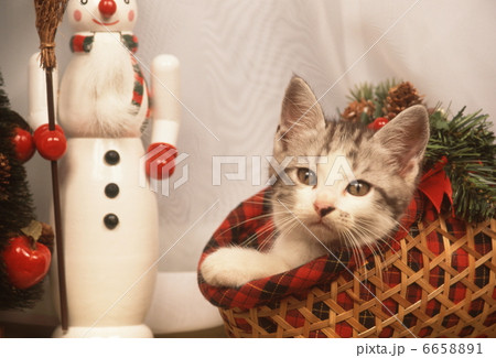 仔猫のクリスマス 仔猫のクリスマス 6658891