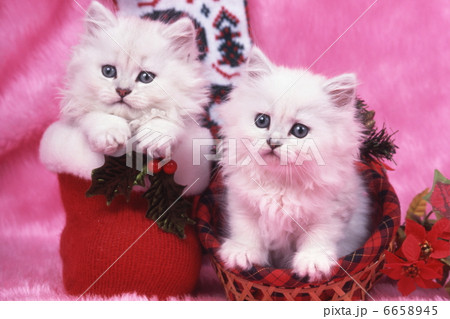 ペルシャ猫のクリスマスイメージ ペルシャ猫のクリスマスイメージ 6658945