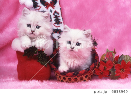 ペルシャ猫のクリスマスイメージ 6658949