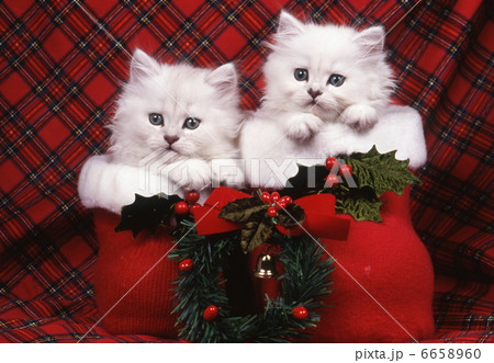 ペルシャ猫のクリスマスイメージ 6658960