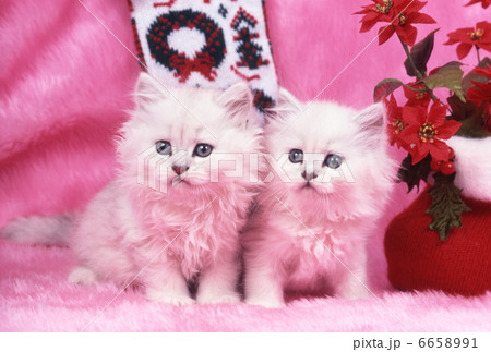 ペルシャ猫のクリスマスイメージ 6658991