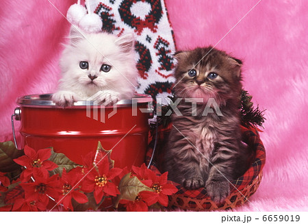 仔猫のクリスマス 6659019