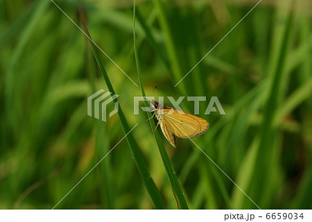 ギンイチモンジセセリ 6659034