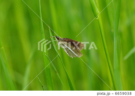 ギンイチモンジセセリ ギンイチモンジセセリ 6659038