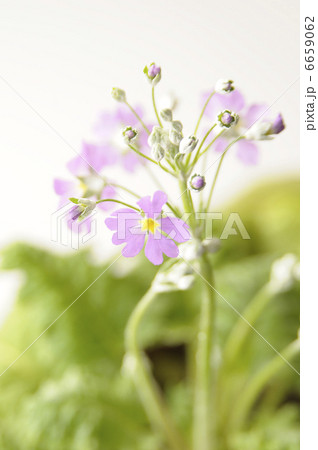 プリムラ・マラコイデス 6659062