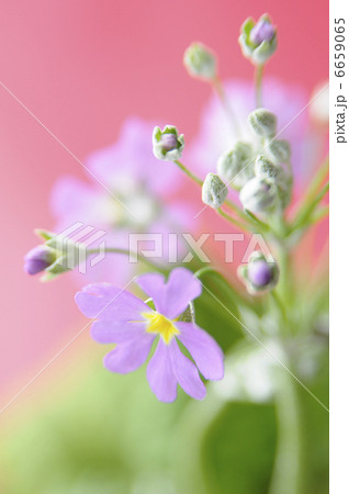 プリムラ・マラコイデス 6659065