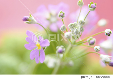 プリムラ・マラコイデス プリムラ・マラコイデス 6659066