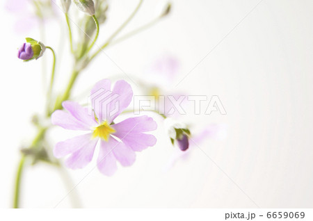 プリムラ・マラコイデス 6659069