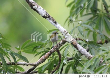 シロアゴフウキンチョウ 6659151