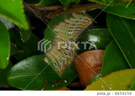 チャドクガ 6659159