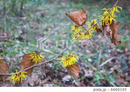 シナマンサクの花 6660195