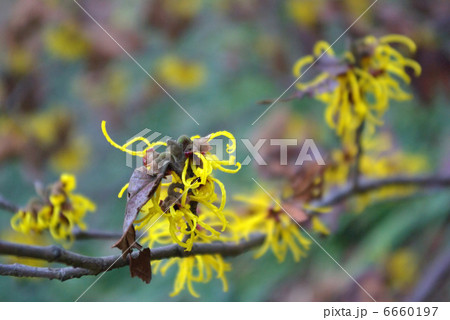 シナマンサクの花 6660197