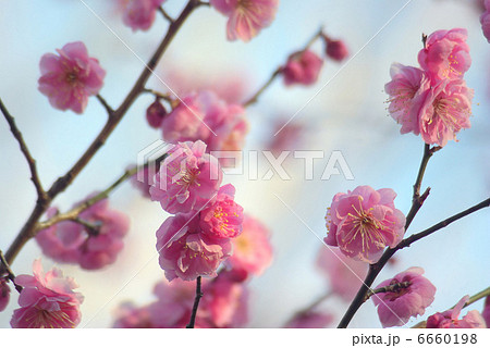 ピンクの梅の花 6660198