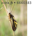 キバネツノトンボ 6660383