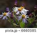 野紺菊 6660385