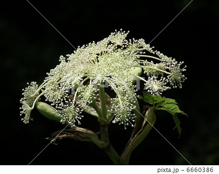 シシウド 6660386