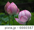 蓮の花 6660387