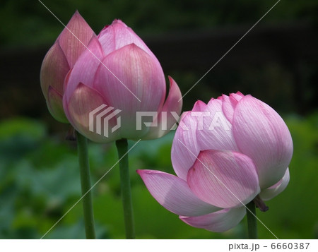 蓮の花 6660387